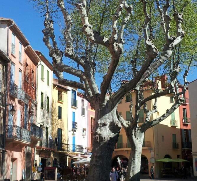 Charme A 20 M De La Plage Centre Village Collioure Exterior photo